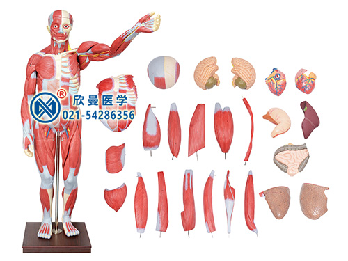 XM-302人體全身肌肉解剖附內(nèi)臟器官模型,人體肌肉模型