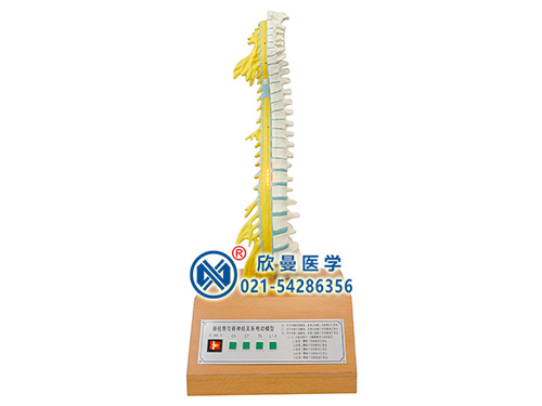 XM-D026脊柱骨與脊神經(jīng)的關(guān)系電動(dòng)模型