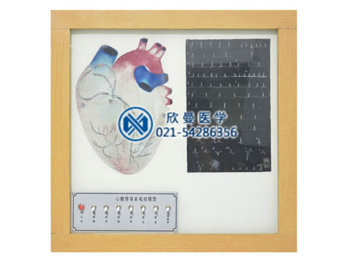 XM-D018心臟傳導(dǎo)系電動(dòng)模型