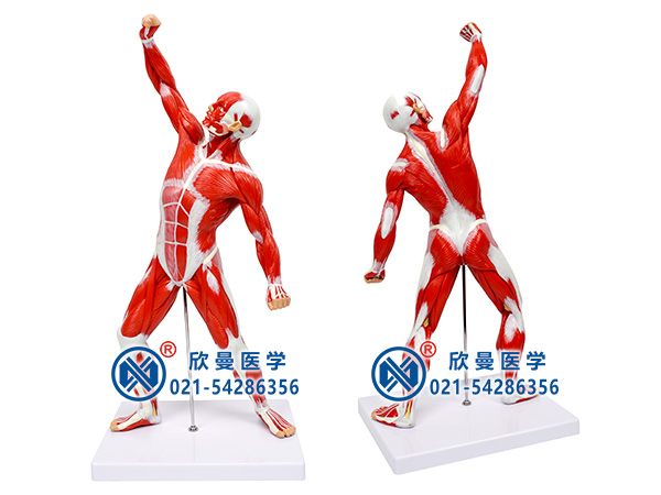 XM-303人體全身肌肉運(yùn)動(dòng)模型,人體全身淺層運(yùn)動(dòng)肌肉解剖模型