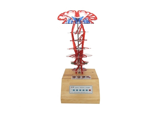 XM-D023錐體系(皮質(zhì)核束)電動(dòng)模型