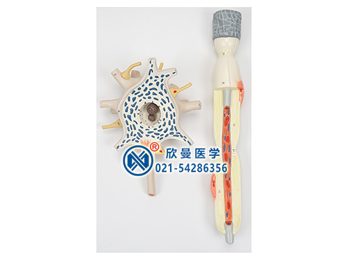 XM-618神經(jīng)元模型,神經(jīng)元放大模型