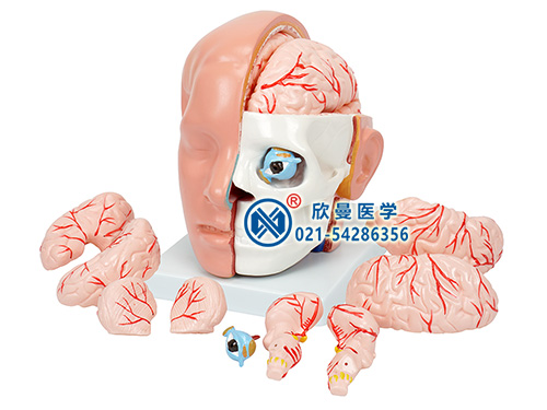 XM-607A頭解剖附腦動(dòng)脈模型
