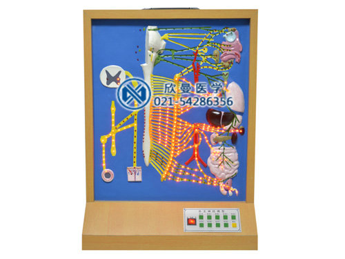 XM-D009自主神經(jīng)電動(dòng)模型