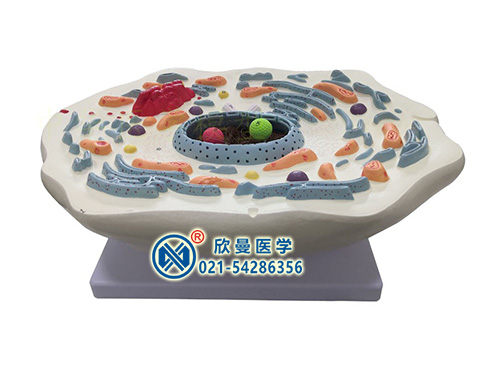 XM-S104動(dòng)物細(xì)胞亞顯微結(jié)構(gòu)模型,動(dòng)物細(xì)胞模型