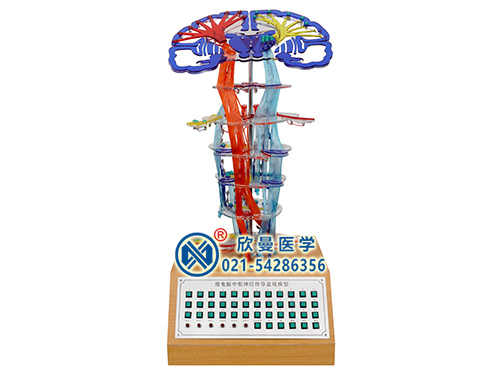 XM-D002A微電腦中樞神經(jīng)傳導(dǎo)直觀模型