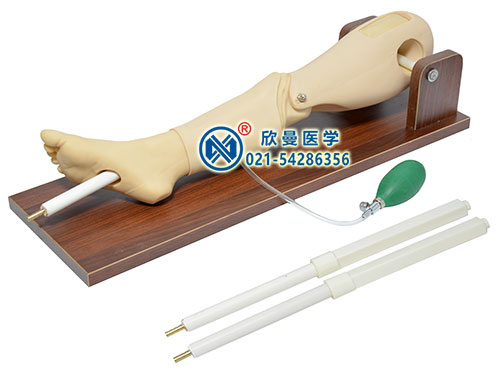 XM-GC骨髓穿刺及股靜脈模型,骨內(nèi)灌注及股靜脈穿刺腿部模型
