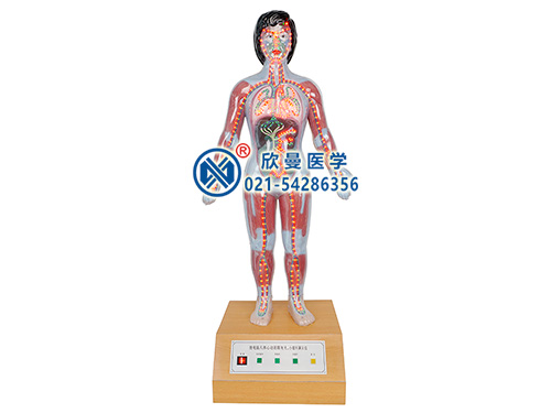 XM-D021微電腦人體心動周期與大、小循環(huán)演示儀
