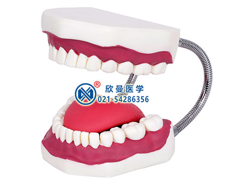 XM-K1口腔牙齒護(hù)理模型,口腔清潔操作模型