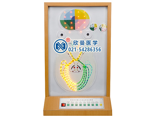 XM-D003視覺(jué)傳導(dǎo)瞳孔對(duì)光反射電動(dòng)模型