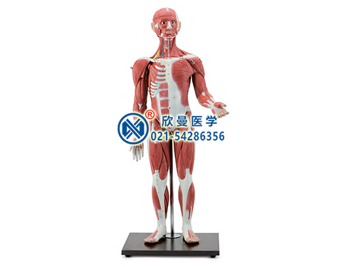 XM-302B人體全身肌肉附內(nèi)臟器官模型,人體肌肉模型
