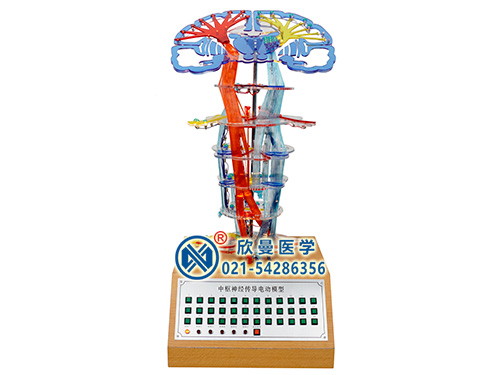 XM-D002中樞神經(jīng)傳導(dǎo)電動(dòng)模型