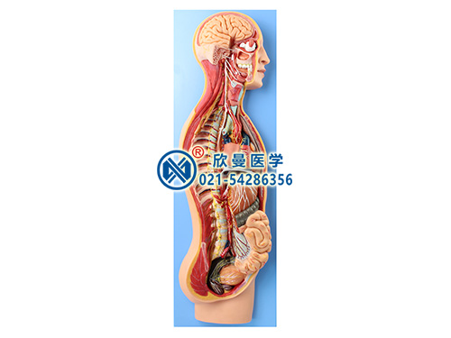 XM-601A交感神經(jīng)系統(tǒng)模型