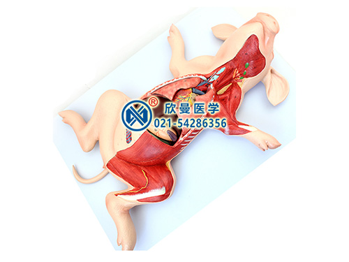 XM-S206豬解剖模型,動(dòng)物醫(yī)學(xué)解剖模型