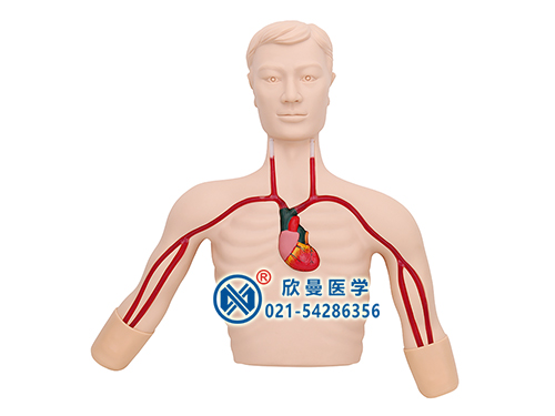 XM-L69EPICC線介入操作訓(xùn)練模型,PICC深靜脈穿刺置管模型