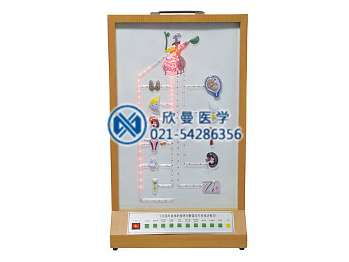 XM-D014下丘腦與垂體激素對(duì)靶器官作用電動(dòng)模型
