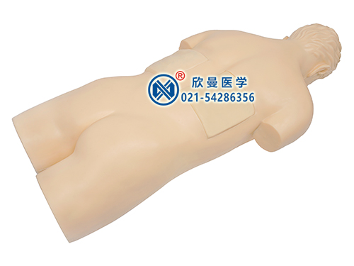 XM-CS310高仿真超聲、X線引導(dǎo)經(jīng)皮穿刺腎鏡技能訓(xùn)練模型