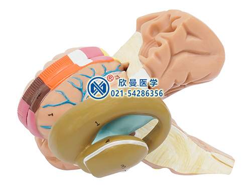 XM-615B內(nèi)囊與基底神經(jīng)核解剖模型
