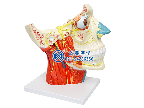 XM-640腦神經(jīng)在頭頸部分布模型,十二對(duì)腦神經(jīng)