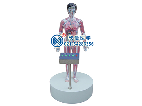 XM-D001A微電腦吸毒血液演示模型,吸毒演示模擬人