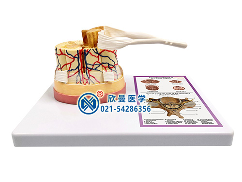 XM-623A脊髓與末稍神經(jīng)模型
