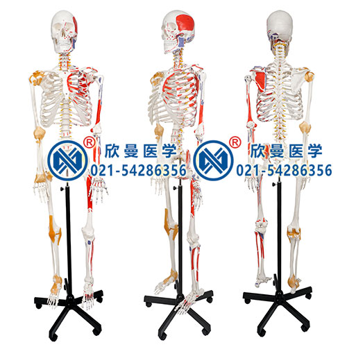 人體骨骼附關(guān)節(jié)韌帶和肌肉起止點(diǎn)著色模型