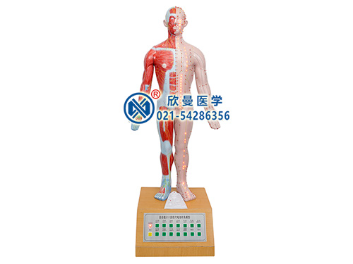 XM-85B電動(dòng)語言十四電動(dòng)針灸模型