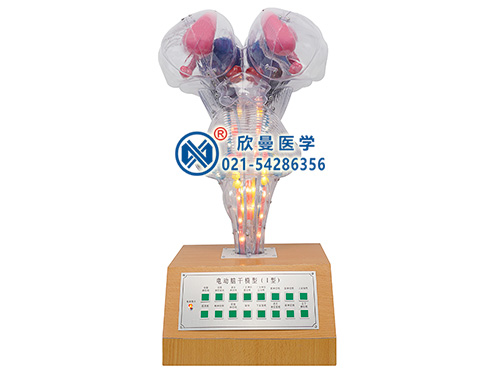 XM-D008A語音提示電動(dòng)腦干模型,腦干電動(dòng)模型