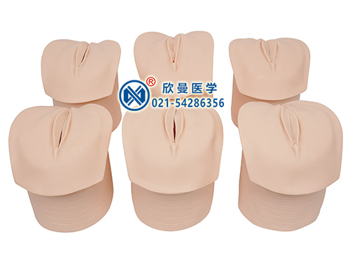 XM-CQG產(chǎn)前宮頸變化與產(chǎn)道關(guān)系模型