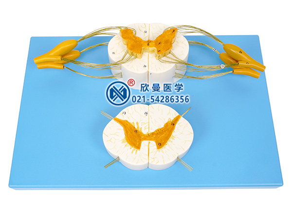 XM-621脊髓與脊神經(jīng)分支放大模型
