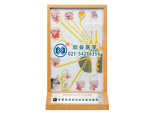 XM-D017A腦神經(jīng)和腦神經(jīng)的成分及分布電動模型