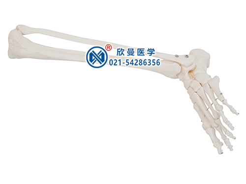 足骨、腓骨和脛骨模型