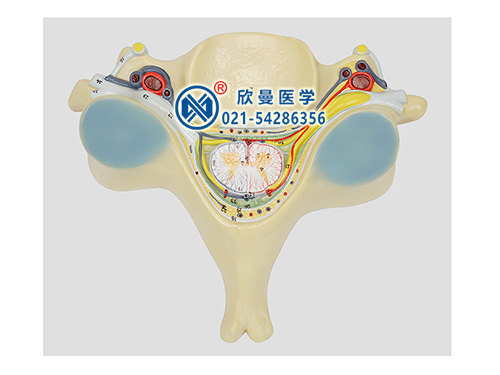 XM-622脊髓橫斷模型,第五頸椎附脊髓和脊神經(jīng)放大模型