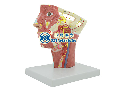 XM-630頭頸部動(dòng)脈模型