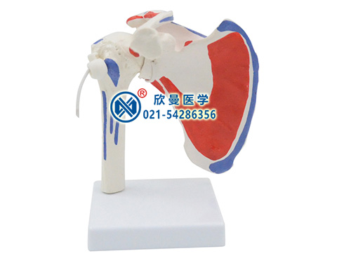 XM-139C肩關(guān)節(jié)附肌肉起止點(diǎn)模型
