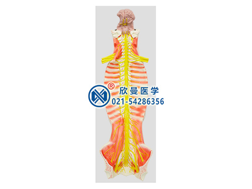 XM-601C椎管內(nèi)部脊髓神經(jīng)模型,腦脊髓與周圍神經(jīng)解剖模型