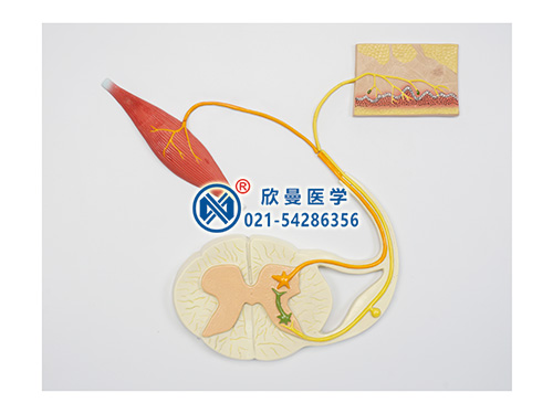 XM-623脊髓的功能模型,反射弧神經(jīng)傳導(dǎo)模型