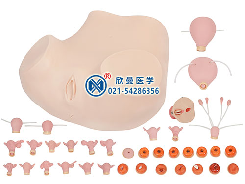 XM-FKA高級(jí)婦科綜合檢查訓(xùn)練模型