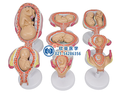 XM-801胎兒發(fā)育過(guò)程模型,宮內(nèi)發(fā)育示教模型