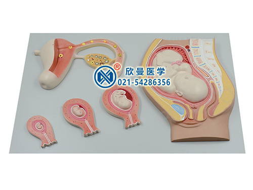 XM-813A卵子受精與妊娠胚胎發(fā)育過(guò)程模型