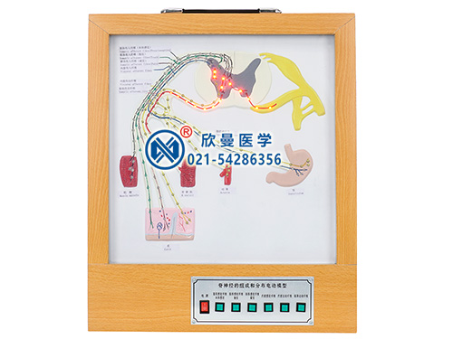 XM-D017脊神經(jīng)的組成和分布電動(dòng)模型